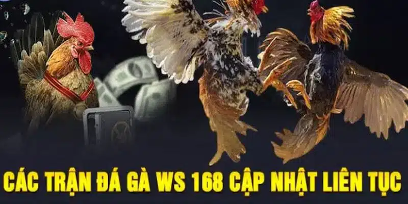 Đá gà WS168 - Sảnh game cá cược đá gà siêu HOT 2025 7 Các trận đá gà WS168 cập nhật liên tục