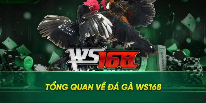 Đá gà WS168 - Sảnh game cá cược đá gà siêu HOT 2025 6 Giới thiệu sảnh đá gà Ws168